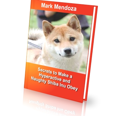 So, how DO you train a Shiba Inu?